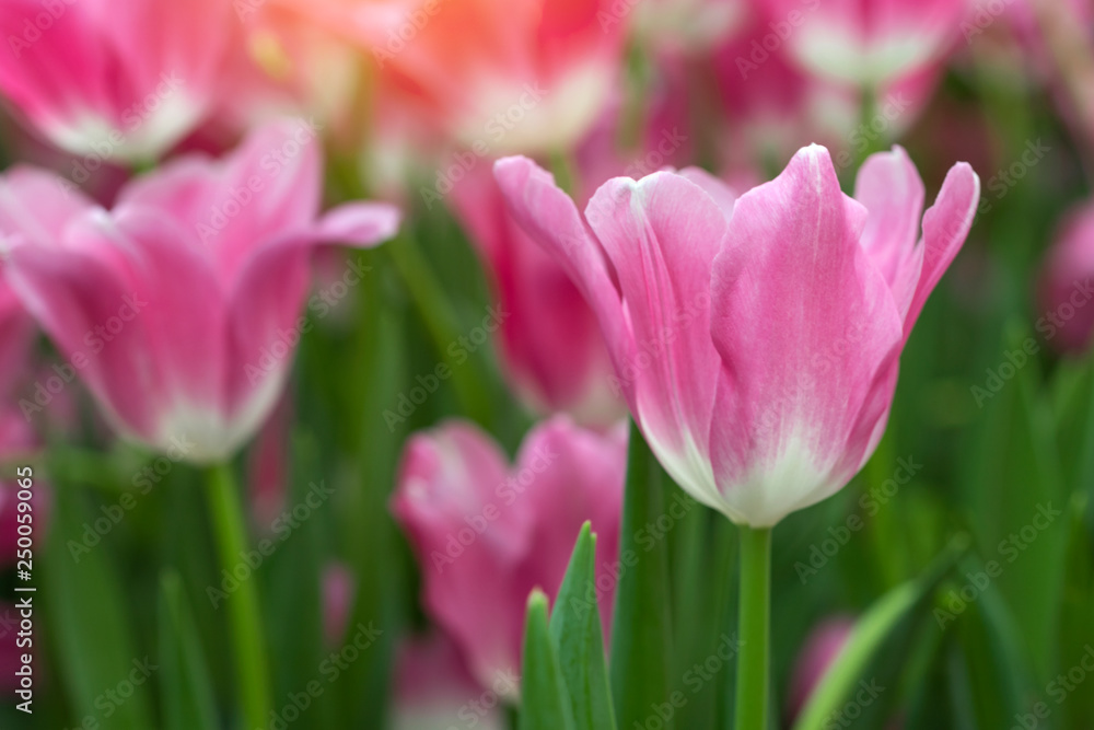 Pink tulips flower blooming blossom with sunshine morning in the botanic garden.