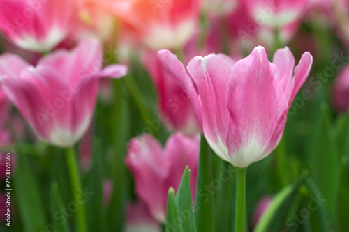 Pink tulips flower blooming blossom with sunshine morning in the botanic garden. © ADSKrongsawat