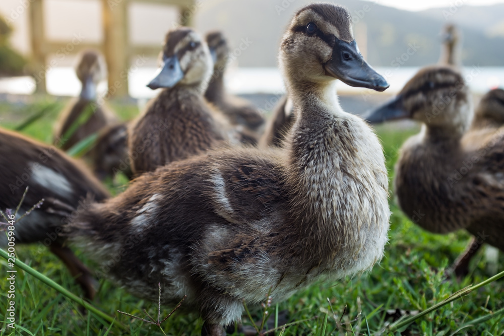 Obraz premium Group of ducklings, one prominent in the foreground