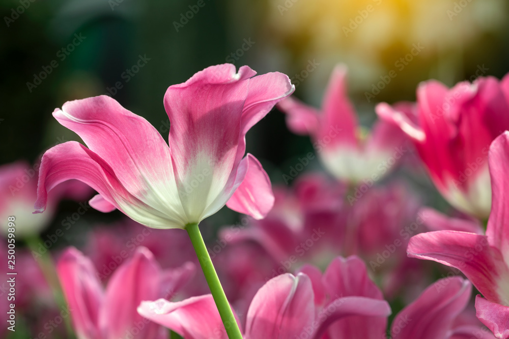 Pink tulips flower blooming blossom with sunshine morning in the botanic garden. Pink tulips flower blooming blossom with sunshine morning in the botanic garden.