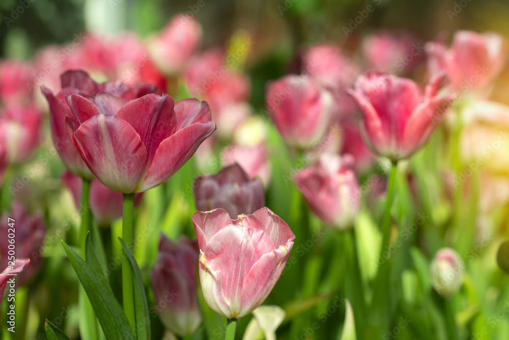 Pink tulips flower blooming blossom with sunshine morning in the botanic garden. Pink tulips flower blooming blossom with sunshine morning in the botanic garden.