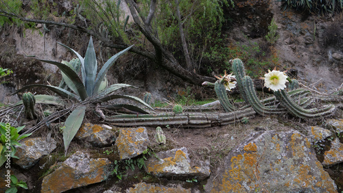 Obrajillo Canta Peru Andes. Village. Cactus with flower photo