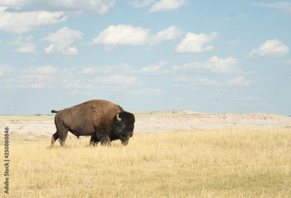 Buffalo grazing in South Dakota grassland