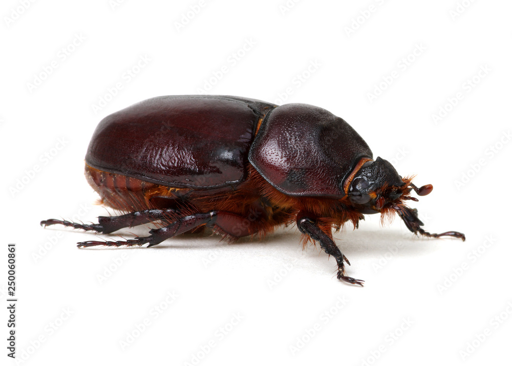 Beetle isolated on white Beetle isolated on white