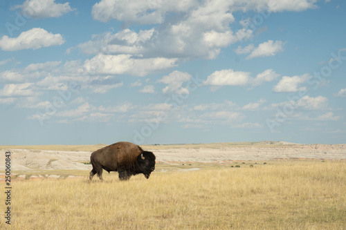 Buffalo grazing in South Dakota grassland © megan