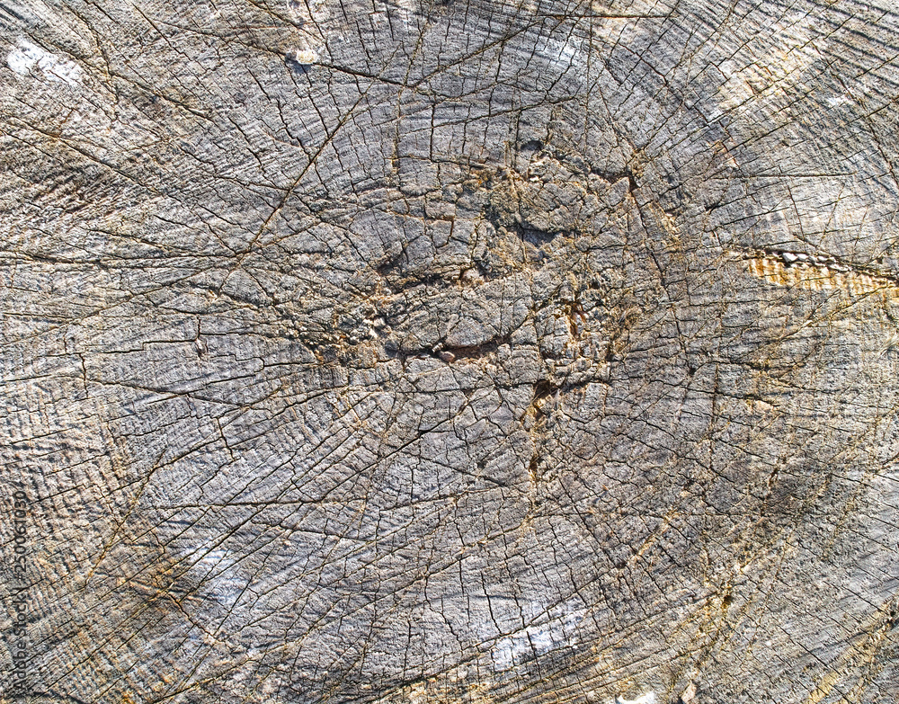 Fototapeta premium ring in the wood