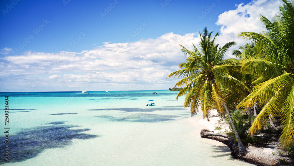 tropical beach with palm trees, Saona, Dominican Republic 