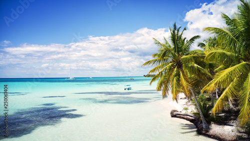 tropical beach with palm trees  Saona  Dominican Republic 