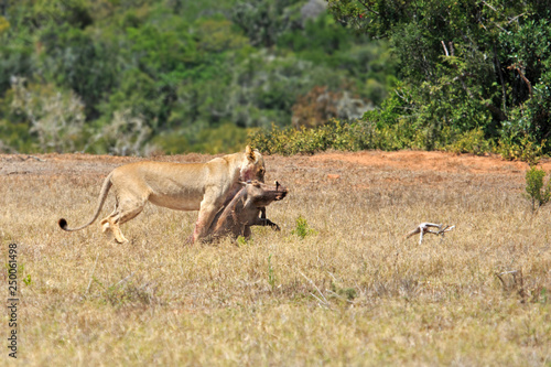Lioness dragging kill