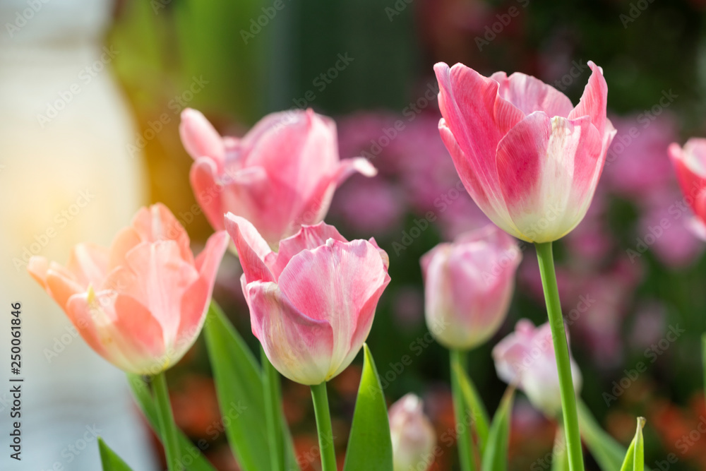 Pink tulips flower blooming blossom with sunshine morning in the botanic garden. Pink tulips flower blooming blossom with sunshine morning in the botanic garden.
