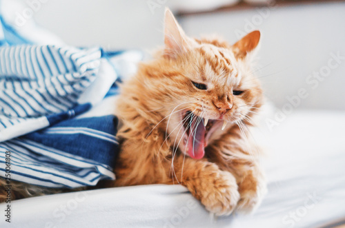 Portrait of a funny ginger cat yawning while lying in bed. photo