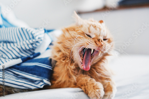 Fototapeta Naklejka Na Ścianę i Meble -  Hilarious ginger cat yawning in bed.