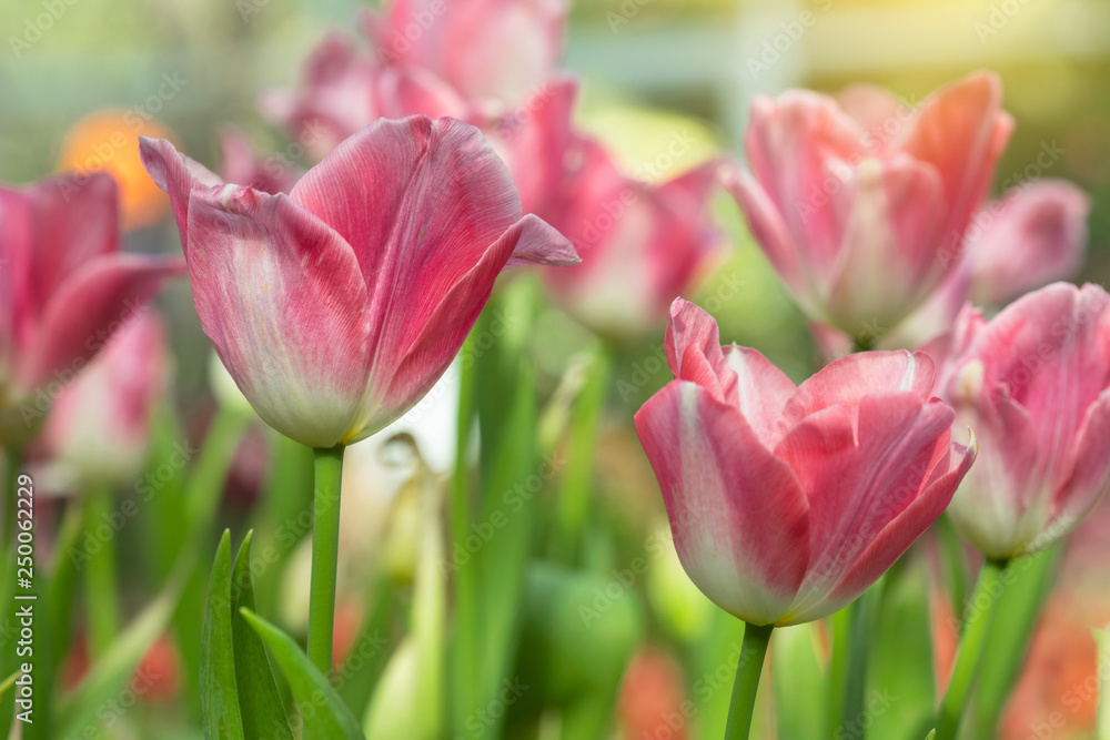 Fototapeta premium Pink tulips flower blooming blossom with sunshine morning in the botanic garden.