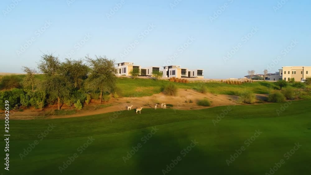 Aerial view of small goats on a luxury golf club, Dubai, U.A.E. Aerial view of small goats on a luxury golf club, Dubai, U.A.E.