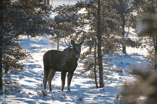 moose in winter © Johannes Jensås
