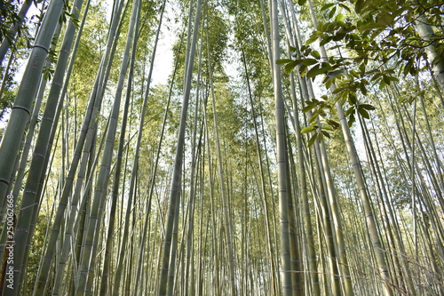                 Kyoto bamboo grove 