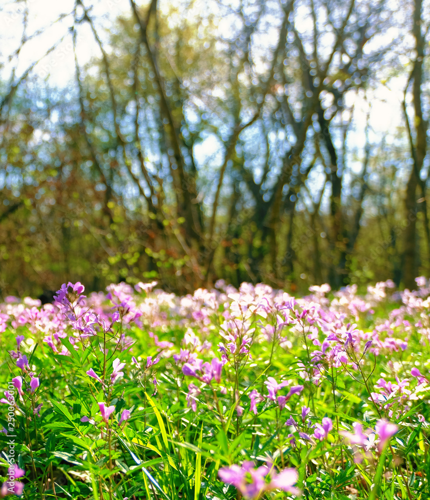 spring flowering of cyclamens