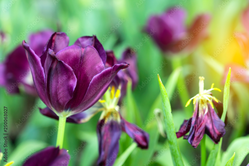 Violet tulips flower blooming blossom with sunshine morning in the botanic garden. Violet tulips flower blooming blossom with sunshine morning in the botanic garden.