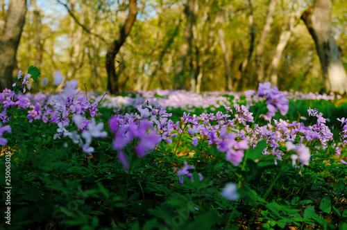 spring flowering of cyclamens