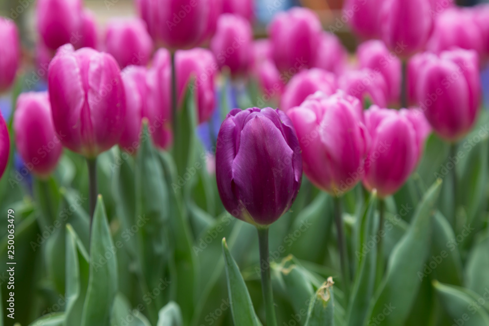 Pink and yellow tulip in the red tulips from Emirgan - Turkey. 