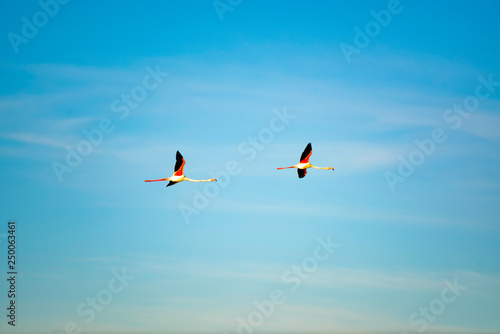 Flamingo couple in flight on the blue sky background. Salt lake  Cyprus  Larnaca.