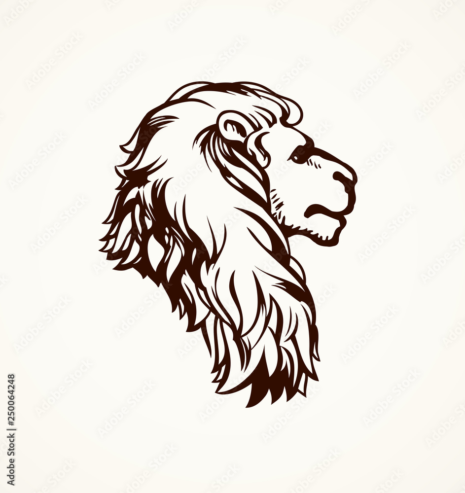 Lion. Vector drawing