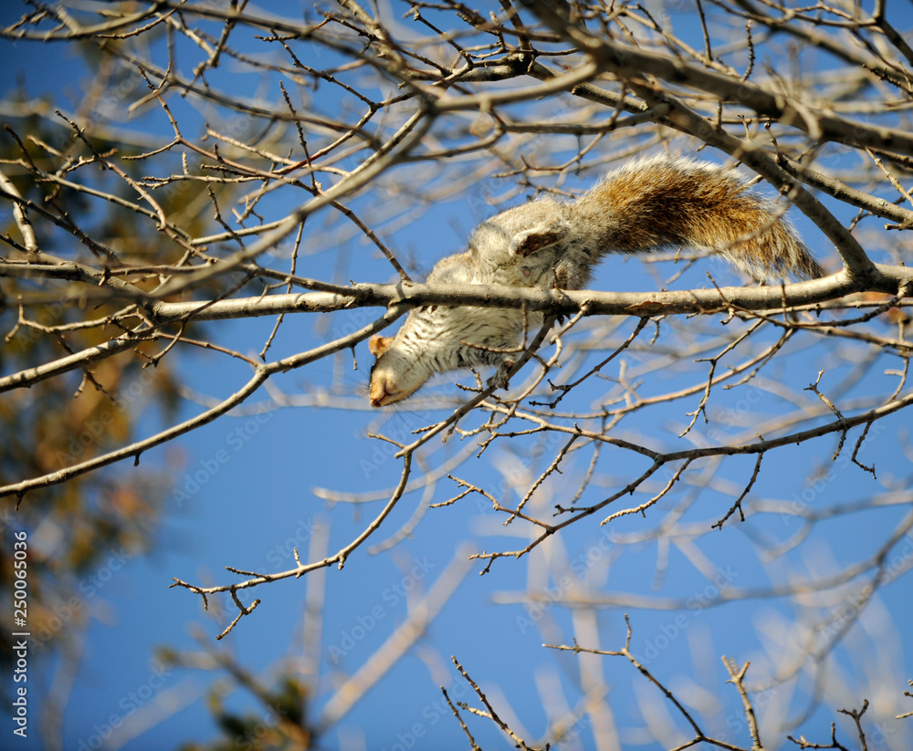 Obraz premium écureuil
