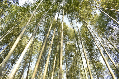                 Arashiyama bamboo grove 