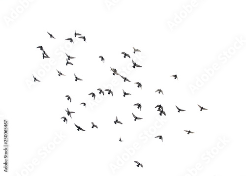 A flock of flying birds in the sky