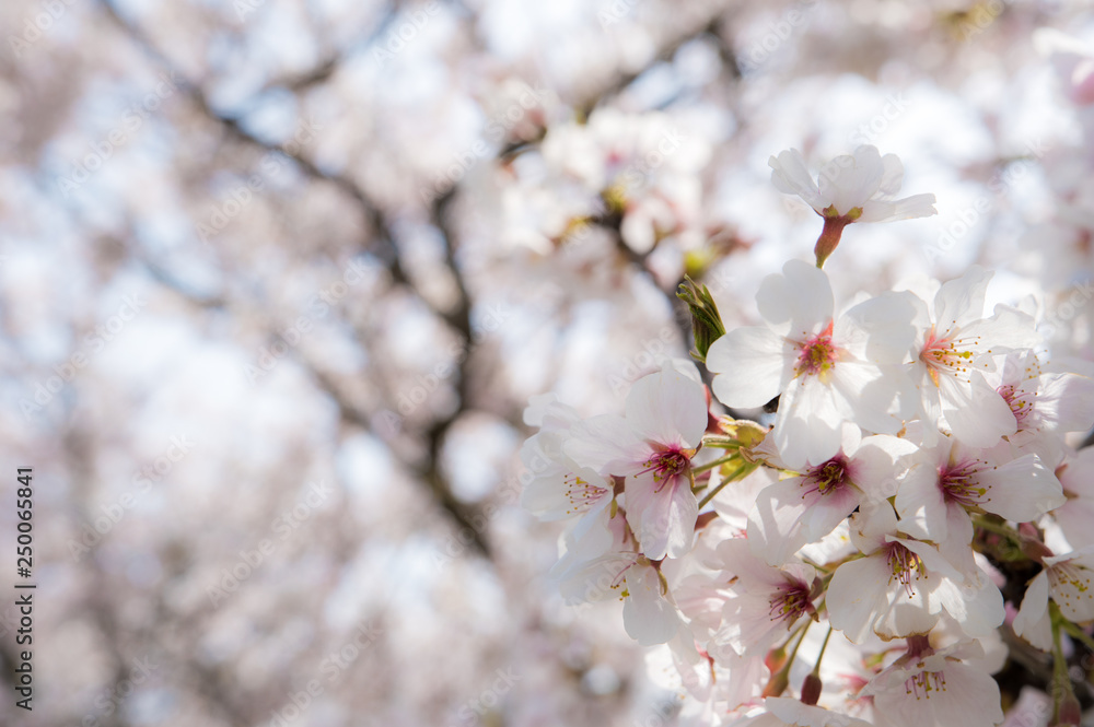 桜