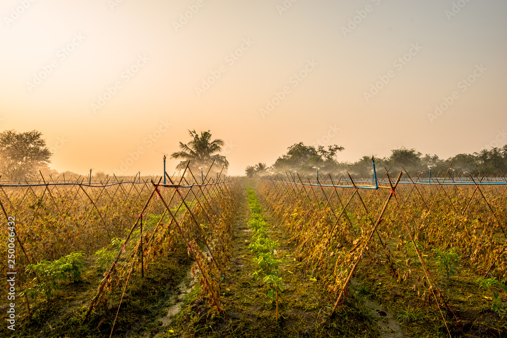 Fototapeta premium Morning in the vegetable plantation.2