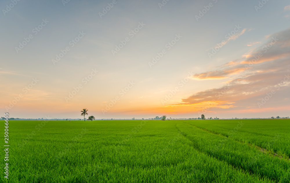 Thailand is an agricultural country.4