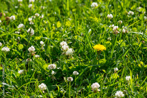 white clover wild meadow flowers in field. Nature vintage summer spring photo background. Selective focus macro shot with shallow DOF
