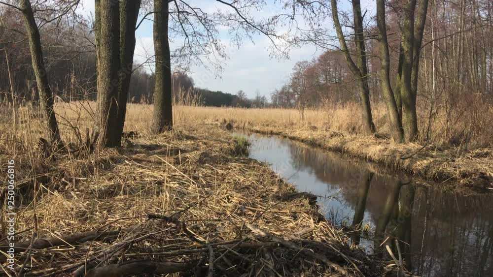 wetland nature before spring, wild brook, trees and shrubs without greenery, poland wetland nature before spring, wild brook, trees and shrubs without greenery, poland
