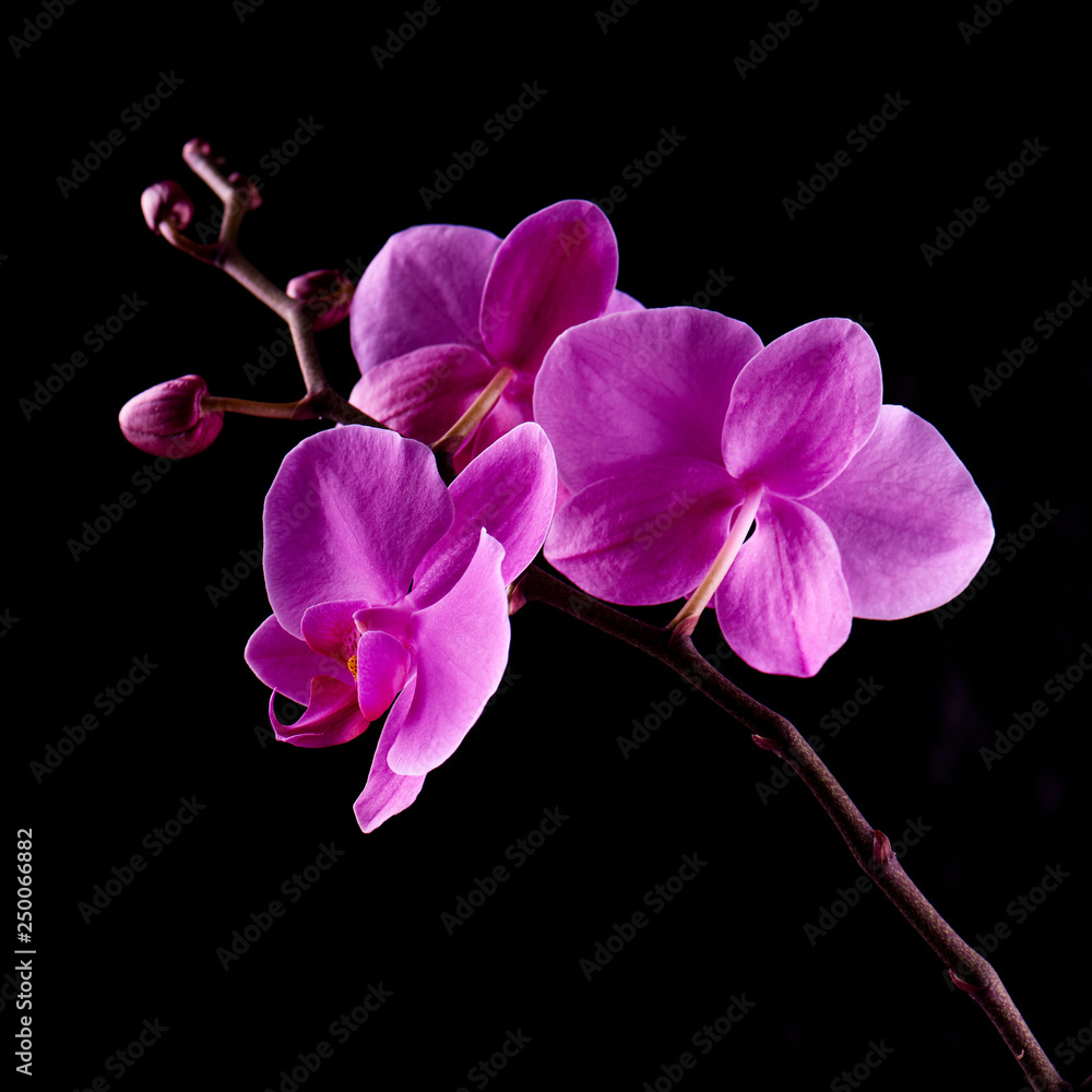 Orchids flowers on banch on black. Orchids flowers on banch on black.