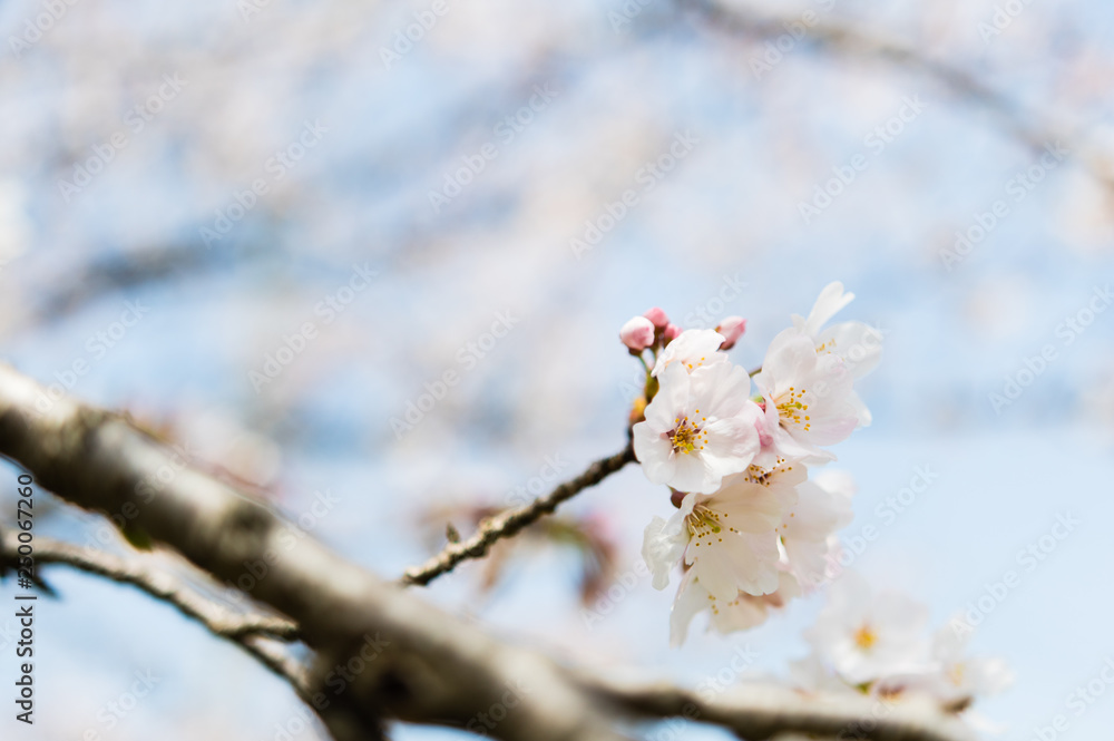 桜