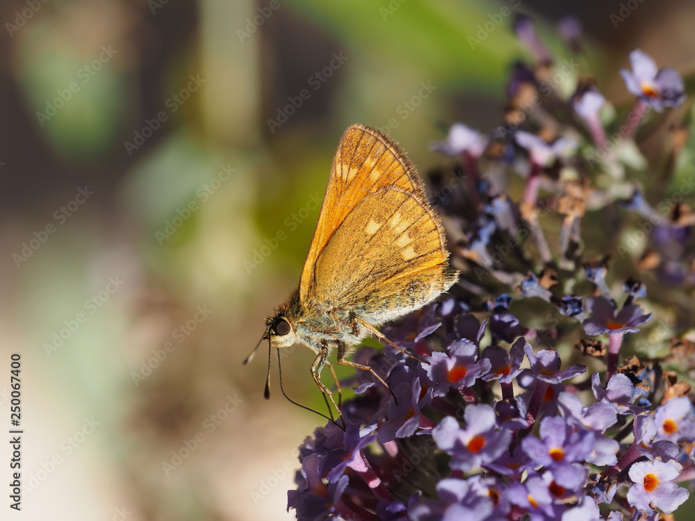 Obraz premium Ochlodes sylvanus - Gros plan sur le petit papillon la sylvaine vu du revers des ailes posée sur une fleur