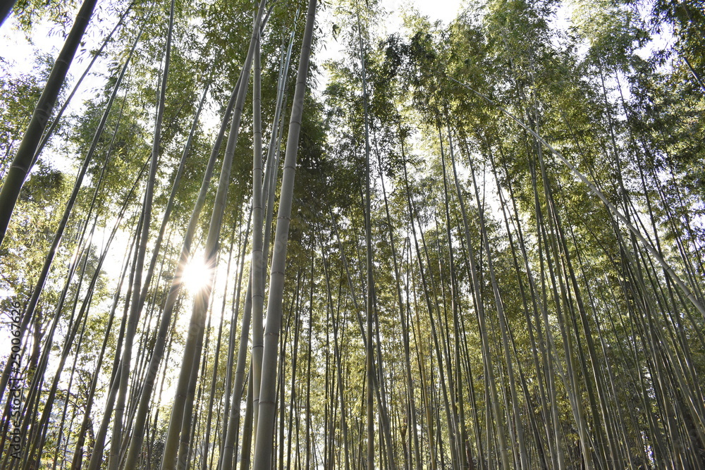 Fototapeta premium 嵐山の竹林(Arashiyama bamboo grove)