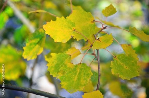 yellow maple leaves in autumn