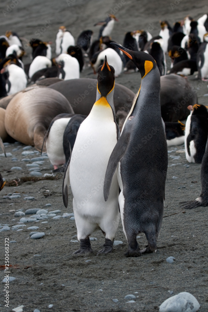 Obraz premium Macaroni penguin(s) on a remote Australian sub-antarctic island