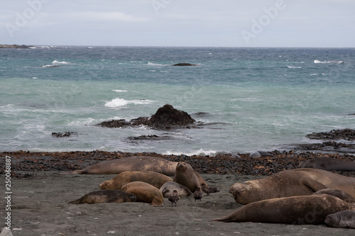 Elephant seal(s) on a remote Australian island in the sub-antarctic ocean