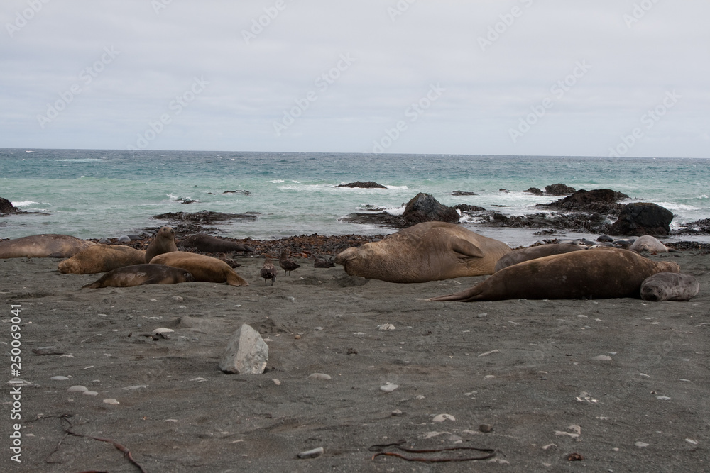 Elephant seal(s) on a remote Australian island in the sub-antarctic ocean Elephant seal(s) on a remote Australian island in the sub-antarctic ocean