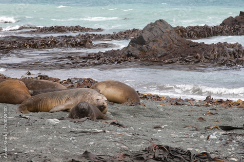 Elephant seal(s) on a remote Australian island in the sub-antarctic ocean