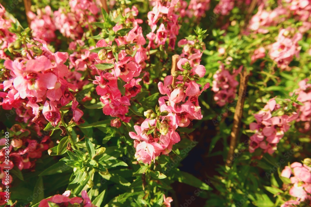 close up small flowers in garden background texture close up small flowers in garden background texture