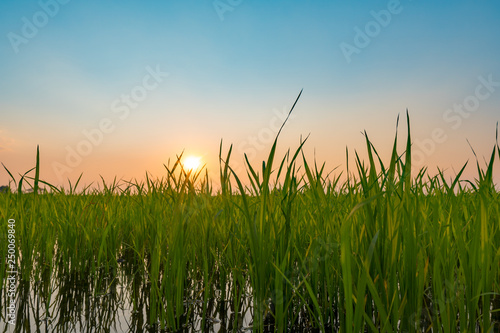 Green rice field during sunset time