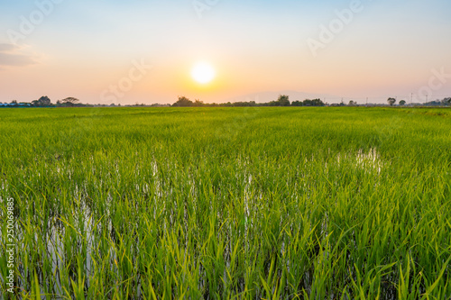 Green rice field during sunset time