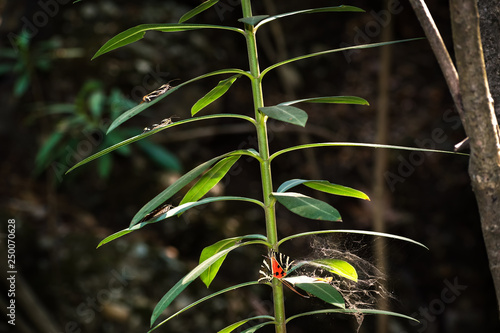 Butterflies (Jersey tiger) rest on plant leaves in Butterfly valley (Rhodes, Greece)