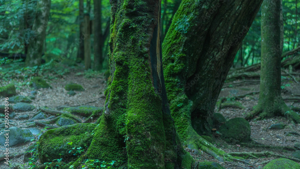  Moss and trees in the forest