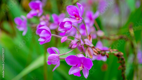 Fototapeta Naklejka Na Ścianę i Meble -  Romantic Purple Orchid in garden
