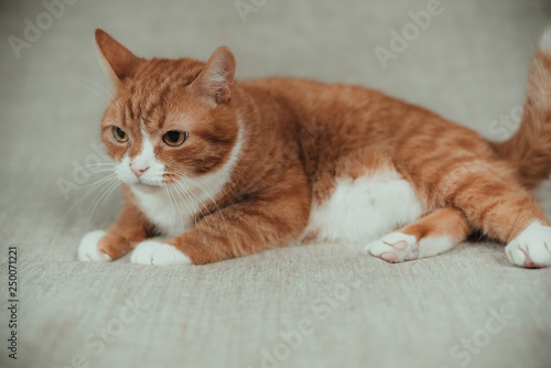 Portrait of a ginger domestic cat on a gray background in the studio.